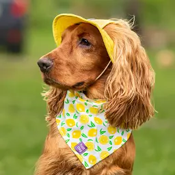 Панама для собак Hat-Dog жовта (XL) - мініатюра 6