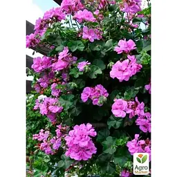 Саджанець Agro-Market Пеларгонія ампельна Kitty (контейнер №10 висота 10-20 см) (176650) 1 шт. в упаковці - мініатюра 2