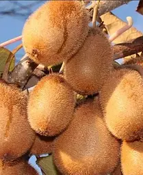 Саджанець Agro-Market Ківі самозапильний Генріх (47129) 1 шт. в упаковці - мініатюра 4
