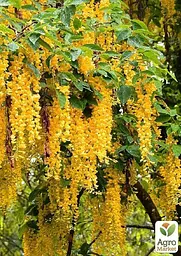 Саджанець Agro-Market Бобовник анагіролистний Golden Rain (44877) - мініатюра 3