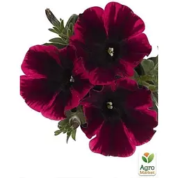 Саджанець Agro-Market Петунія ампельна Sweetunia Suzie Storm (контейнер №10 висота 10-15 см) (49145) 1 шт. в упаковці - мініатюра 3