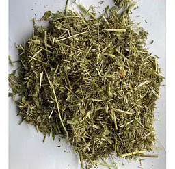 Люцерна Трава Medicago sativa - мініатюра 1