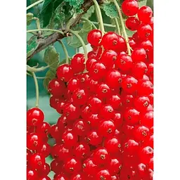 Саджанець Agro-Market Порічка (смородина) червона Віксне (ранній термін дозрівання, зимостійкий сорт) 1 шт. в упаковці (23392) - мініатюра 2