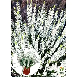 Саджанець Agro-Market Верес вічнозелений Long White (52643) 1 шт. в упаковці - мініатюра 2