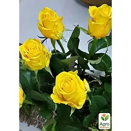 Троянда чайно-гібридна Agro-Market Penny Lane саджанець класу АА+ вищий сорт 1 шт. в упаковці (181562) - мініатюра 2