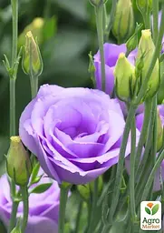 Еустома махрова "Mariachi Lavender" укорінена в контейнері Р9 (51991) 1 саженец - мініатюра 2