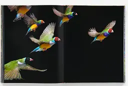 Birds. Photographs - мініатюра 7