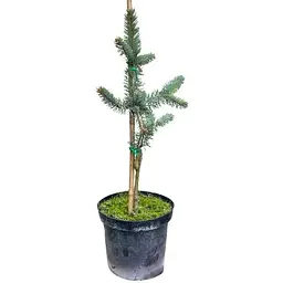 Саджанець Agro-Market Ялина 3-х річна Блакитна колюча Hoopsii С3 висота 30-40 см 1 шт. в упаковці (166871) - мініатюра 2