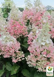 Саджанець Agro-Market Гортензія волотиста 2-х річна Confetti висота саджанця 20-30см (181463) - мініатюра 4