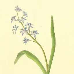 Інтер'єрна картина Ботанічна ілюстрація, Scilla Bifolia, ботаніка, інтер'єрний декор, 60×45 см (id7155) - мініатюра 6