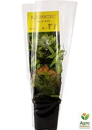 Саджанець Agro-Market Клематис Se-No-Kaze (38144) - мініатюра 3