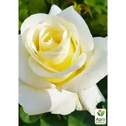 Саджанець Agro-Market Троянда чайно-гібридна Advance (клас АА +) вищий сорт (37146) 1 шт. - мініатюра 2