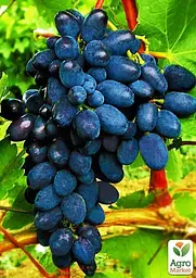 Саджанець Agro-Market Виноград Кодрянка (ранній термін дозрівання) 1 шт. в пакуванні (17690) - мініатюра 3