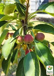 Саджанець Agro-Market Яблуня колоновидна Райка (осінній сорт) 1 шт. в упаковці (50912) - мініатюра 3