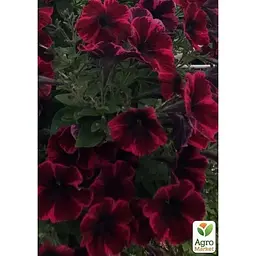 Саджанець Agro-Market Петунія ампельна Sweetunia Suzie Storm (контейнер №10 висота 10-15 см) (49145) 1 шт. в упаковці - мініатюра 2