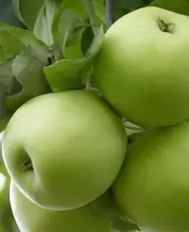 Саджанець Agro-Market Яблуня Мутсу (зимовий сорт, пізній термін дозрівання) (25747) 1 шт. в упаковці - мініатюра 3