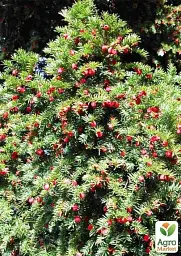 Саджанець Agro-Market Тис ягідний Taxus baccata Summergold 1 шт. в упаковці (50882) - мініатюра 2