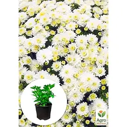 Саджанець Agro-Market Хризантема мультифлора куляста Jasoda White (101629) 1 шт. в упаковці - мініатюра 3
