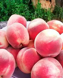 Саджанець Agro-Market Персик Ерлі ред (літній сорт, ранній термін дозрівання) (35992) 1 шт. в упаковці - мініатюра 2