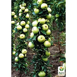 Саджанець Agro-Market Яблуня колоноподібна Малюха укорінена в контейнері (саджанець 2 роки) (99966) - мініатюра 3
