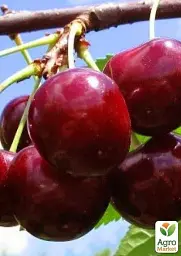 Саджанець Agro-Market Черешня Гермередорфська (літній сорт, пізній термін дозрівання) 1 шт. в упаковці (35974) - мініатюра 2