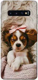 TPU чохол Demsky Sleepy spaniel для Samsung Galaxy S10+