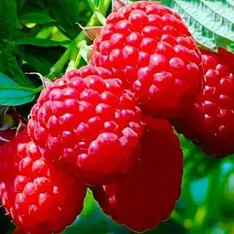 Малина Agro-Market "Tula Magic" (середній термін дозрівання, великоплідний та високоврожайний сорт) 1-річний саджанець (189479) 1 шт в упаковці