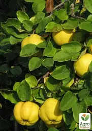 Саджанець Agro-Market Айва Десертна (осінній сорт, ранній термін дозрівання) 1 шт. в упаковці (25614) - мініатюра 2