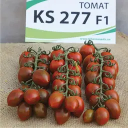 Насіння томату KS277 (тигрова сливка) 8шт (Професійне насіння) - мініатюра 2