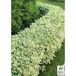 Саджанець Agro-Market Дерен 2-х річний Elegantissima С2 висота 40-50 см (182328) 1 шт. в упаковці - мініатюра 3