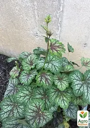 Саджанець Agro-Market Гейхера (Heuchera) Green Spice (181409) - мініатюра 2