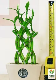 Саджанець Agro-Market Бамбук Сандера Dracaena sanderiana (висота 20-30 см) з Нідерландів 1 шт. в упаковці (134213) - мініатюра 3
