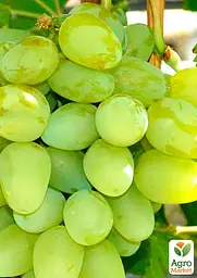Саджанець Agro-Market Виноград Монарх (ранньо - середній, дуже велика ягода) 1 шт. в пакуванні (20043) - мініатюра 2