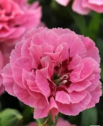 Гвоздика Agro-Market Махрова Oscar Pink and Purple контейнер № 10 висота 10 см 1 саджанець в упаковці - мініатюра 2