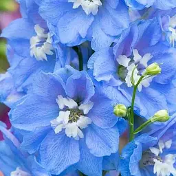 Дельфініум махровий "Sky Blue White Bee" (189502) 1 саженец