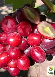 Саджанець Agro-Market Виноград Велюр (найранніший, великоплідний, солодкий) 1 шт. в пакуванні (61637) - мініатюра 2