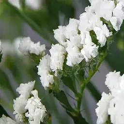 Статиця "Supreme White" (кермек лимоніум сухоцвіт) (190070) 1 саджанець
