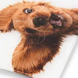 Ваги напольні Zelmer ZBS1010 Crazy dog - мініатюра 4