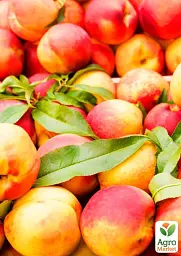 Саджанець Agro-Market Персик Улюбленець (літній сорт, среднепозднего терміну дозрівання) 1 шт. в упаковці (25746) - мініатюра 2