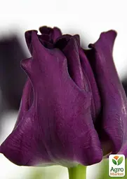 Тюльпан "Crown Of Negrita" (50739) 2 шт - мініатюра 2