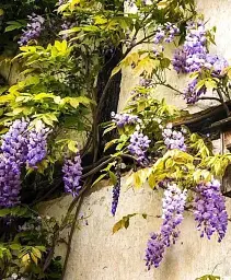Гліцинія Agro-Market Fairy garden махровий сорт бузково-блакитна 1 саджанець в упаковці (46042) - мініатюра 3