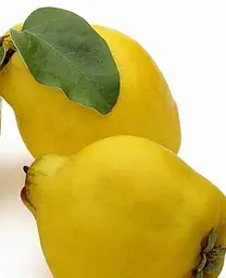 Саджанець Agro-Market Айва грушоподібна (осінній сорт, середній термін дозрівання) (44226) 1 шт. в упаковці - мініатюра 2