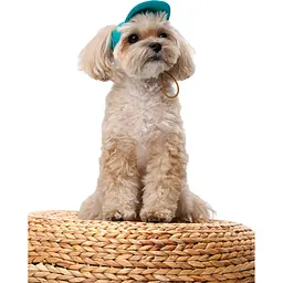 Кепка Pet Fashion Topaz для собак L - мініатюра 3