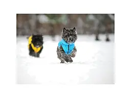 Курточка для тварин Collar AiryVest "Colors of freedom" XS 25 (4440-4020) - мініатюра 7