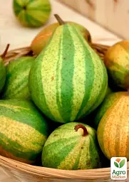 Саджанець Agro-Market Азіатська груша Писанка (смугаста, солодкий з пряними нотками сорт) 1 шт. в упаковці (175149) - мініатюра 2