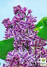 Саджанець Agro-Market Бузок інвітро Сенсація (Syringe vulgaris Sensation) вазон С1,5 (155478) - мініатюра 2