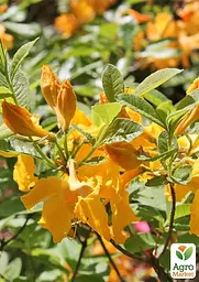 Саджанець Agro-Market Азалія (рододендрон гібридний) Goldpracht (177743) - мініатюра 2