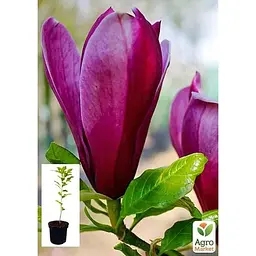 Саджанець Agro-Market Магнолія 3-х річна лілієквіткова Nigra (висота 40-50 см) (60450) 1 шт. в упаковці - мініатюра 4