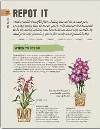 Happy Orchid - мініатюра 7