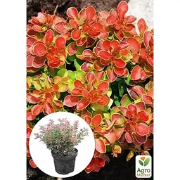 Саджанець Agro-Market Барбарис Тунберга 3-х річний Admiration С3 висота саджанця від 15 см (157892) 1 шт. в упаковці - мініатюра 4